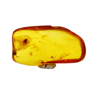 Bitterfelder Naturbernstein – Schmetterling und Blattlaus